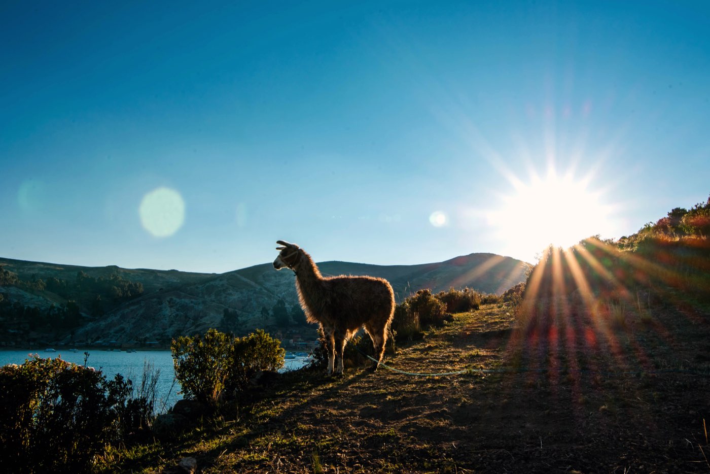 Lhama contra o sol no lago Titicaca